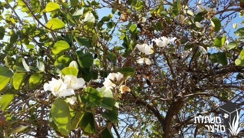 בוהיניה - Bauhinia