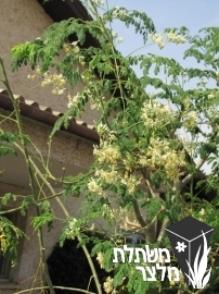 מורינגה - Moringa