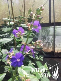 טיבוצ'ינה - Tibouchina