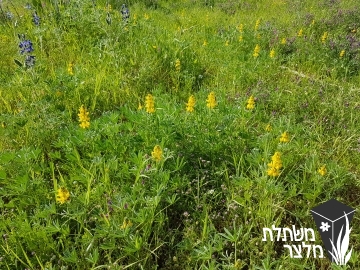 תורמוס - Lupinus