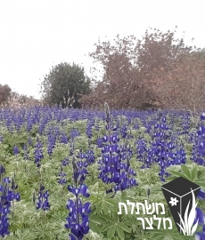 תורמוס - Lupinus