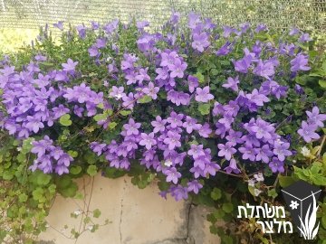 פעמונית פורטשלג - Campanula portenschlagiana (muralis)