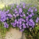 פעמונית פורטשלג - Campanula portenschlagiana (muralis)